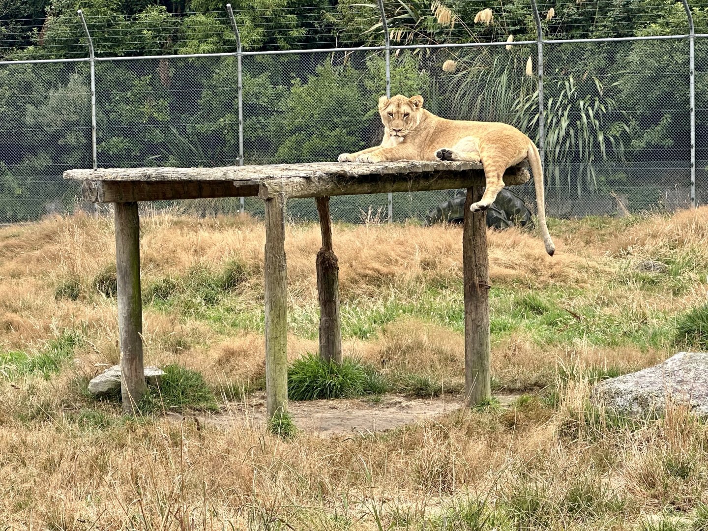 African Lion (Freyja)