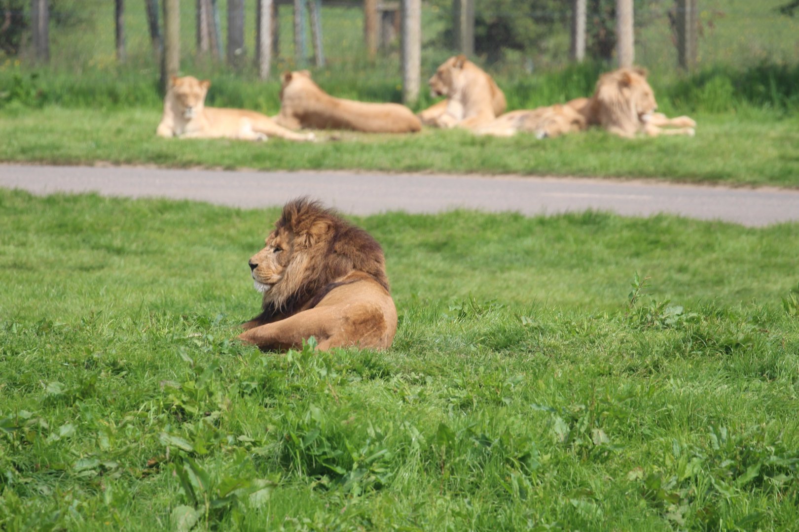 African lion group