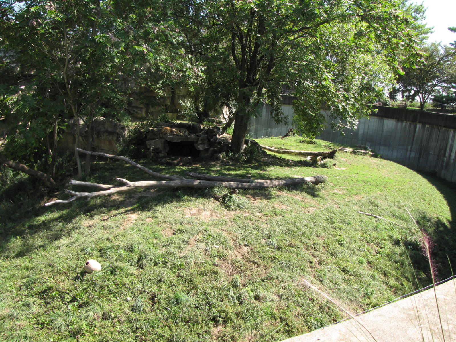 African Lion Habitat