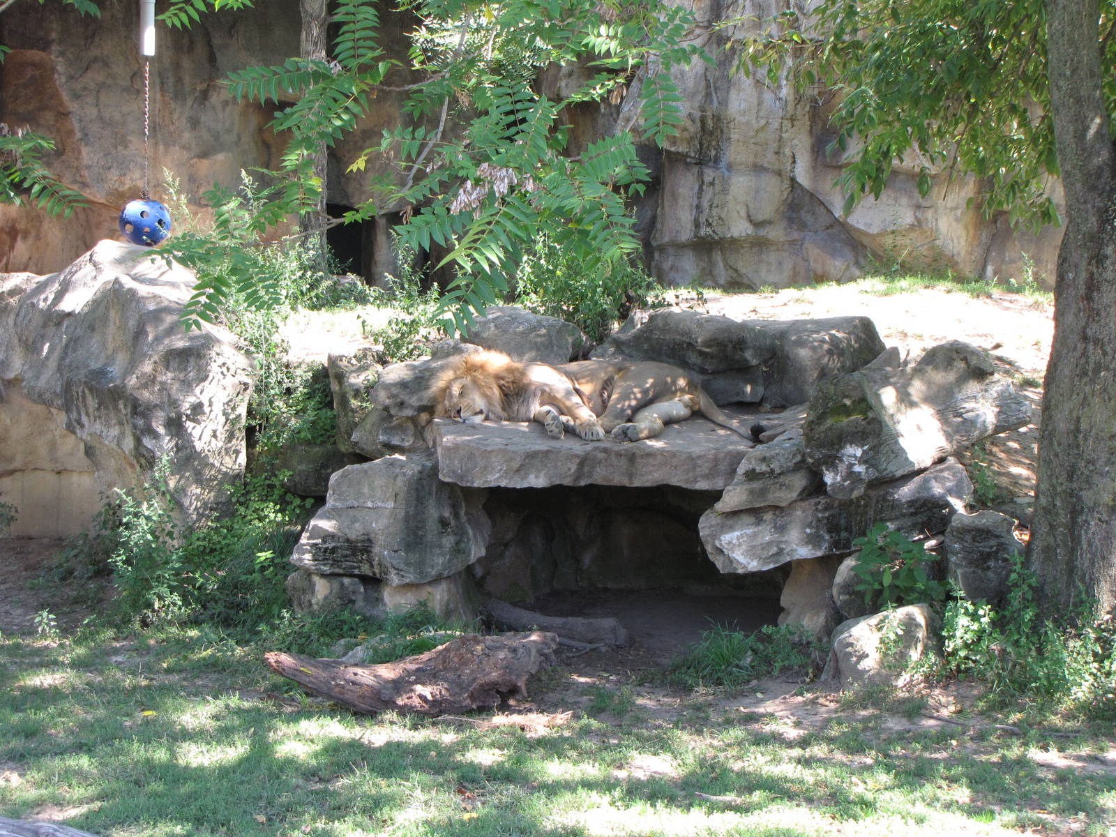 African Lion Habitat
