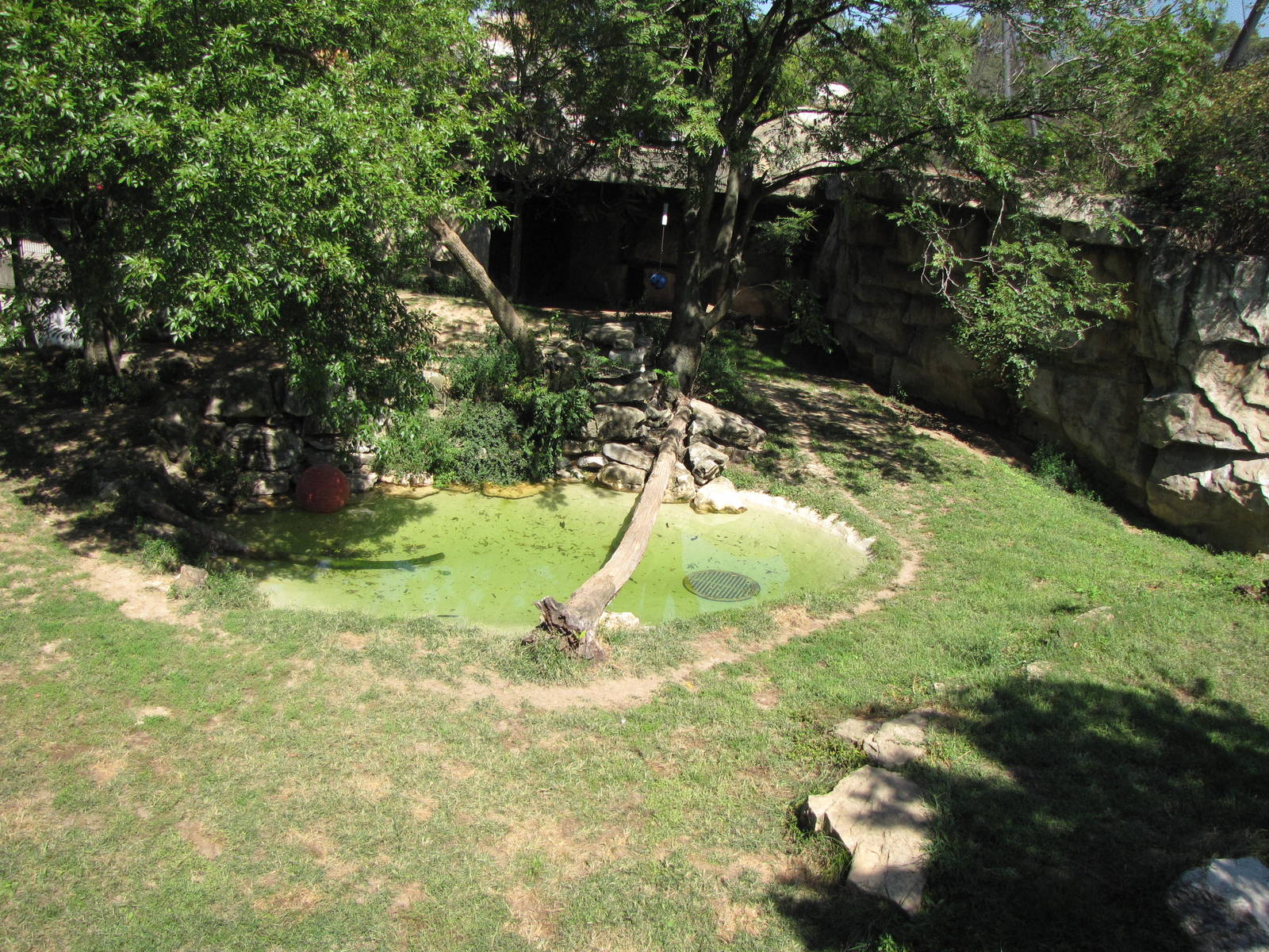 African Lion Habitat