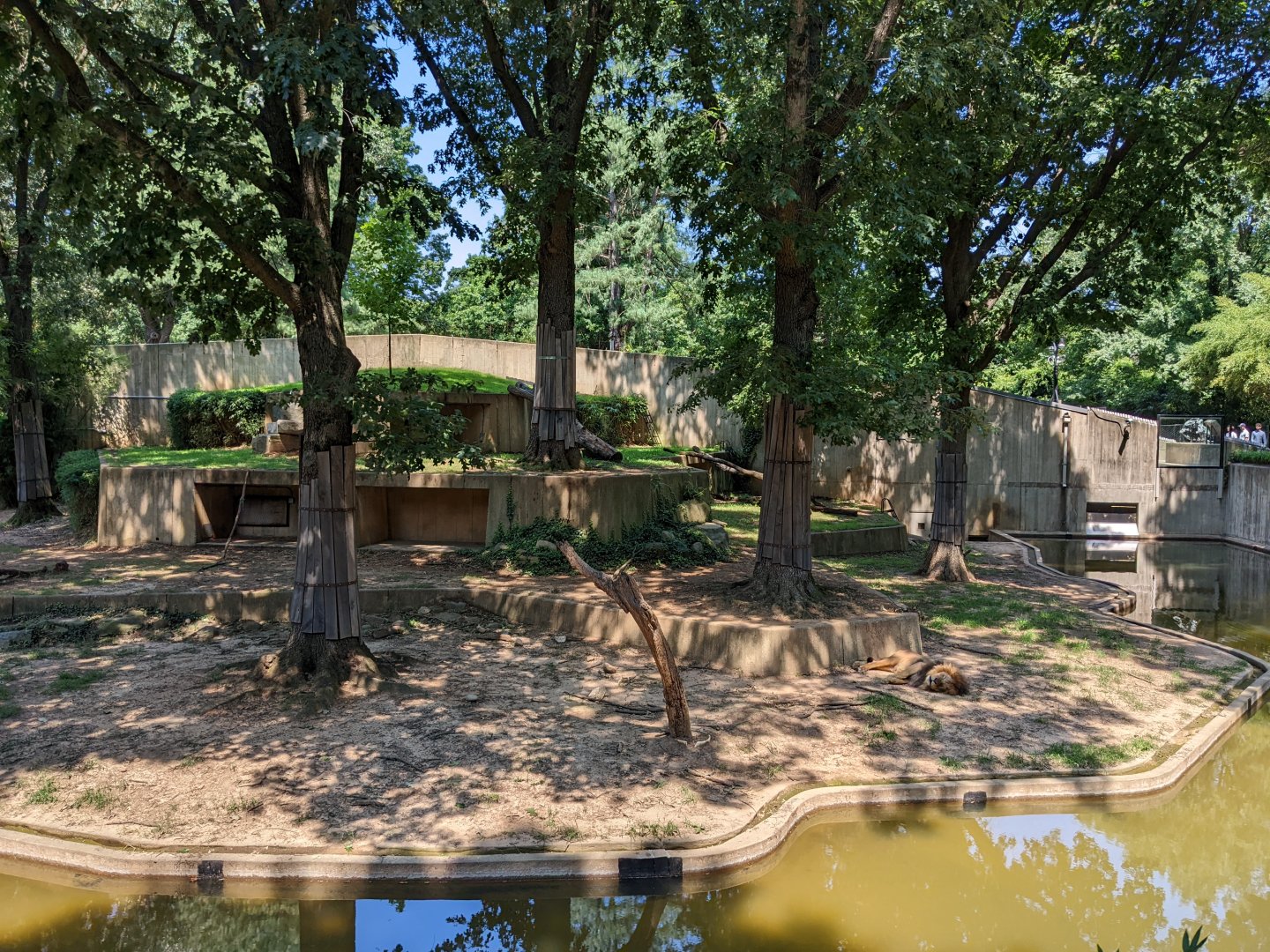 African lion habitat