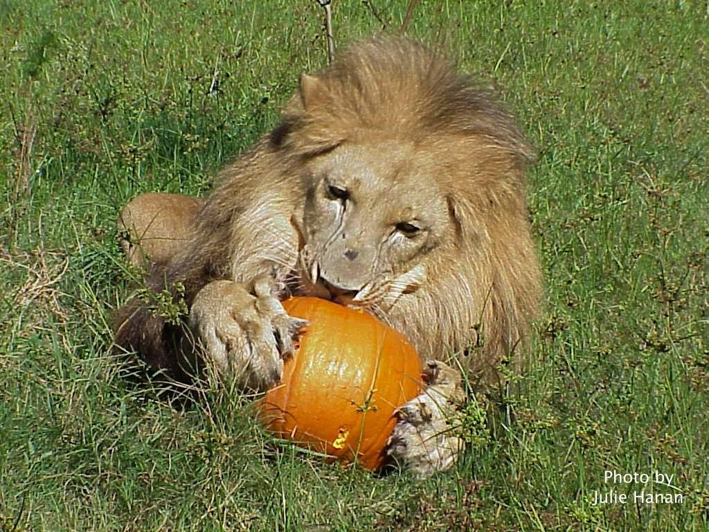 African Lion Halloween!
