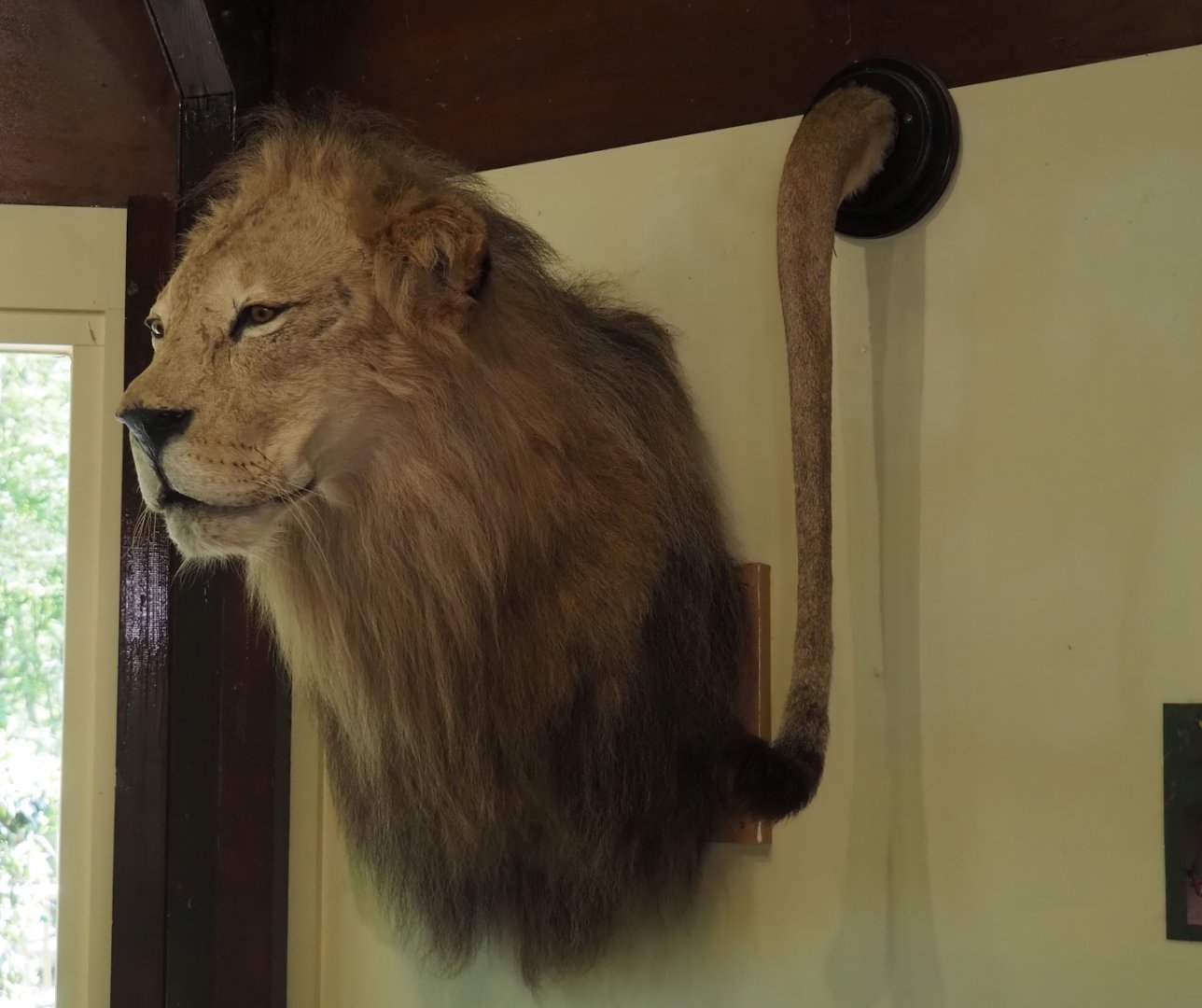 African lion head and tail taxidermy in education building, 2025-04-30