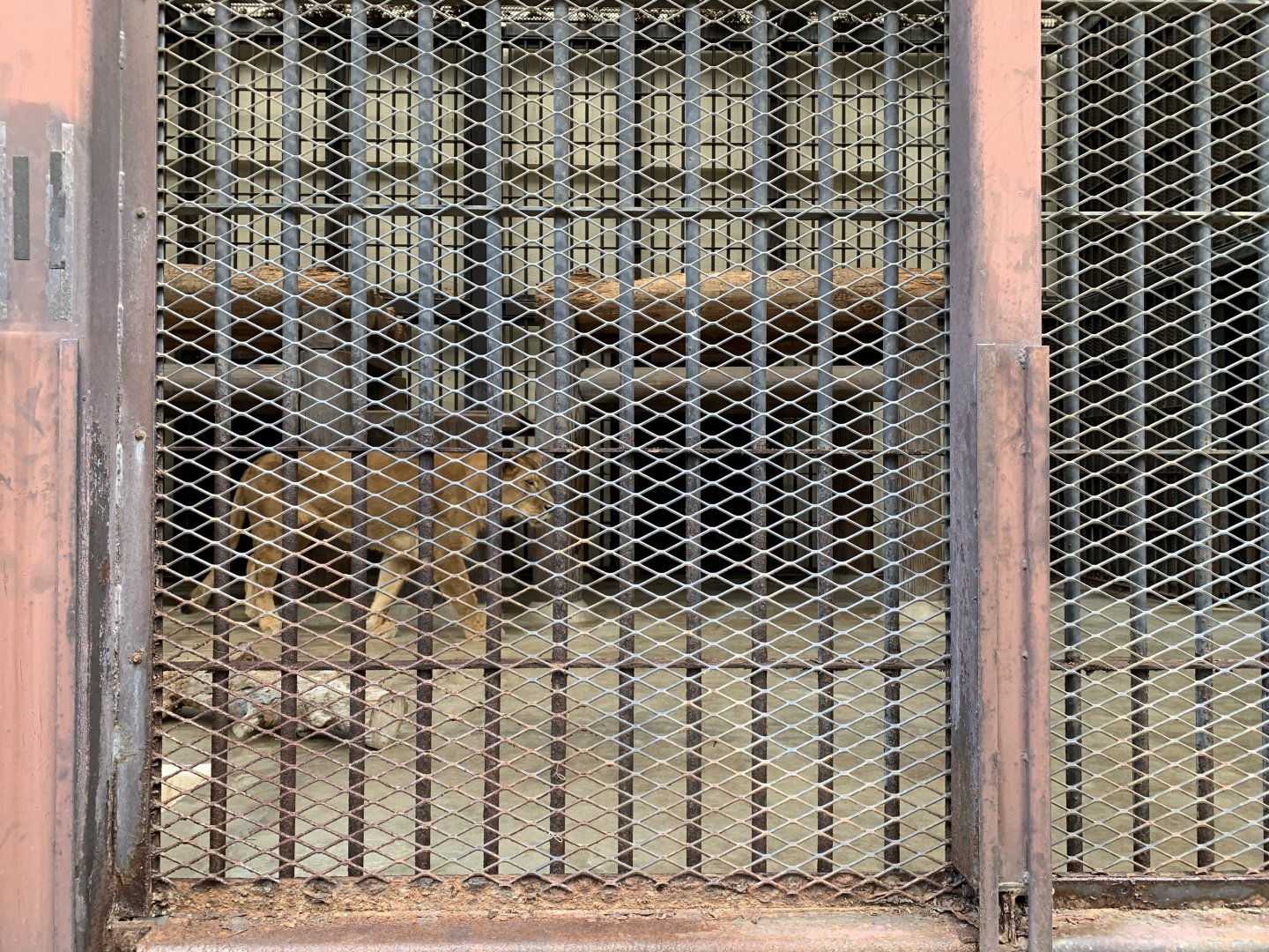 African Lion (Himeji City Zoo)