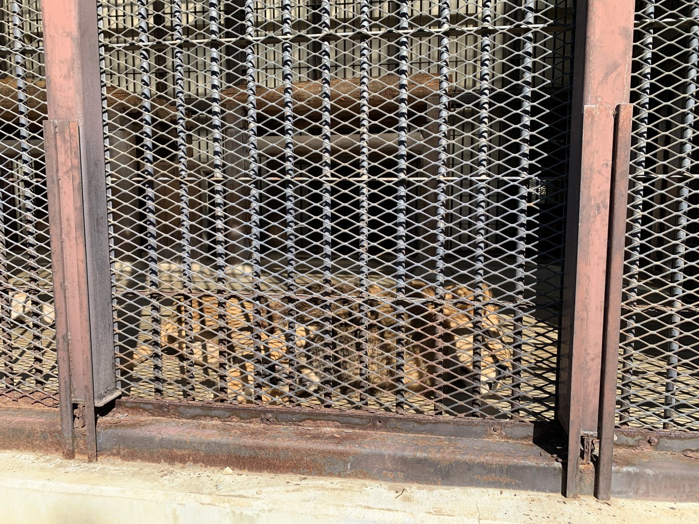African Lion (Himeji City Zoo)