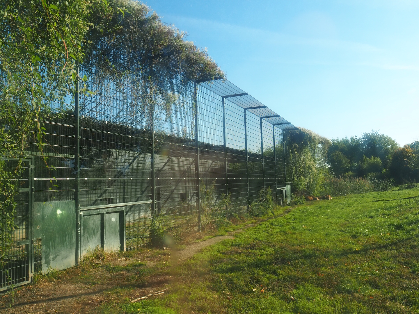 African lion holding area, 2022-10-09