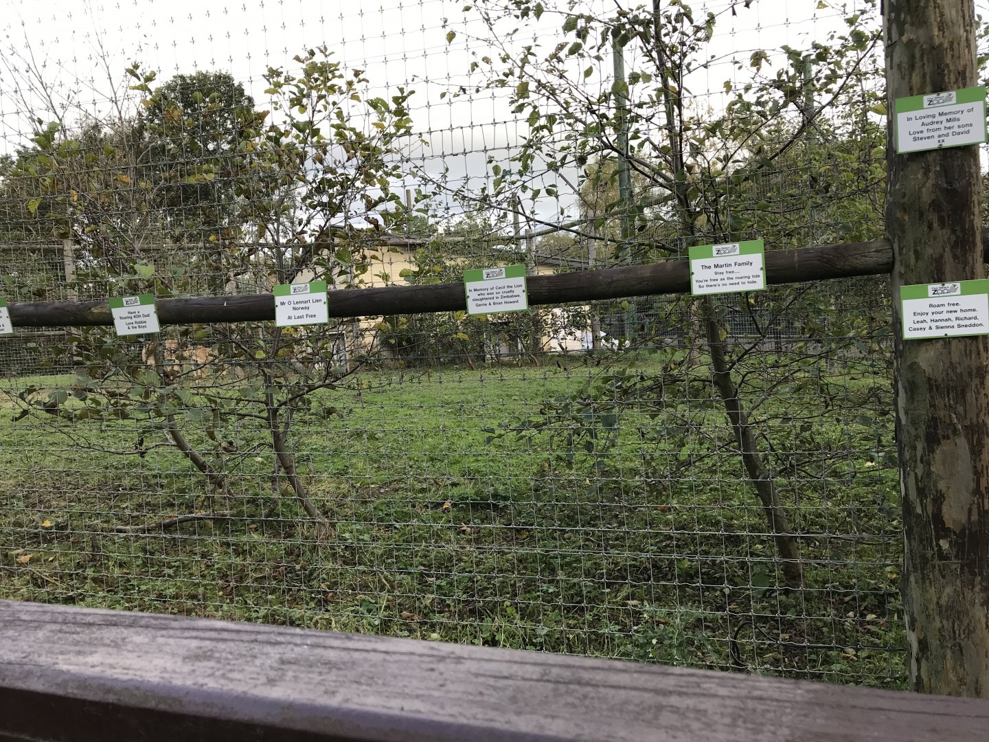 African lion holding area