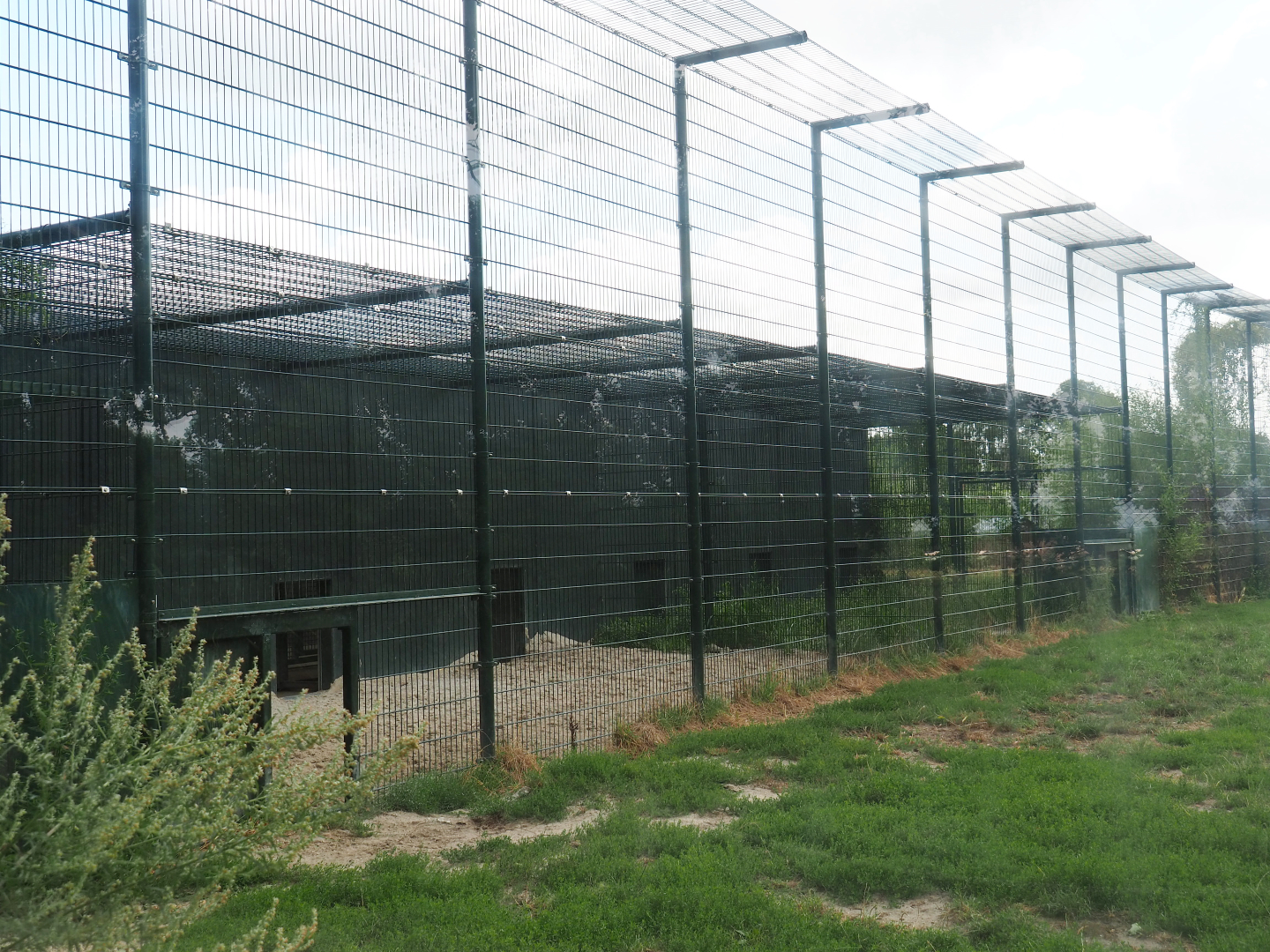 African lion holding cages and house, 2019-08-11