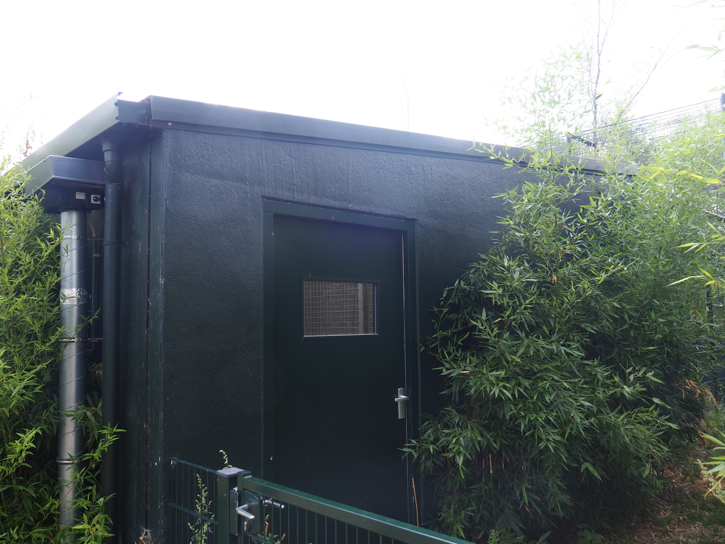 African lion holding house, 2019-08-11