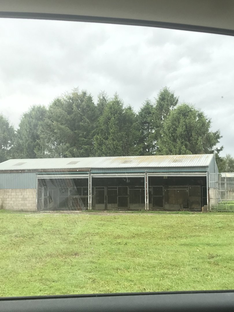 African lion housing