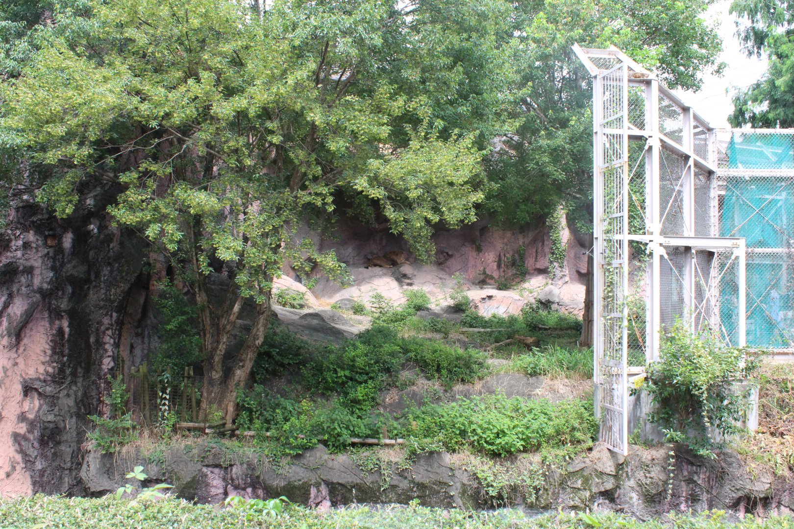 African lion in its exhibit
