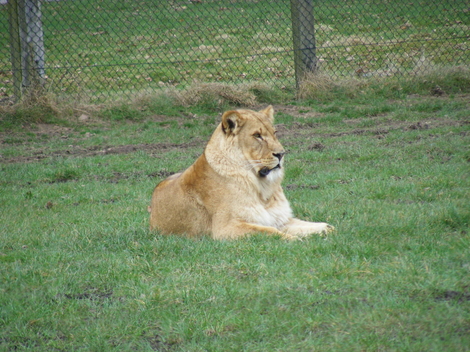 African Lion in Simba Hills reserve at Woburn Safari Park, 28 February 2009
