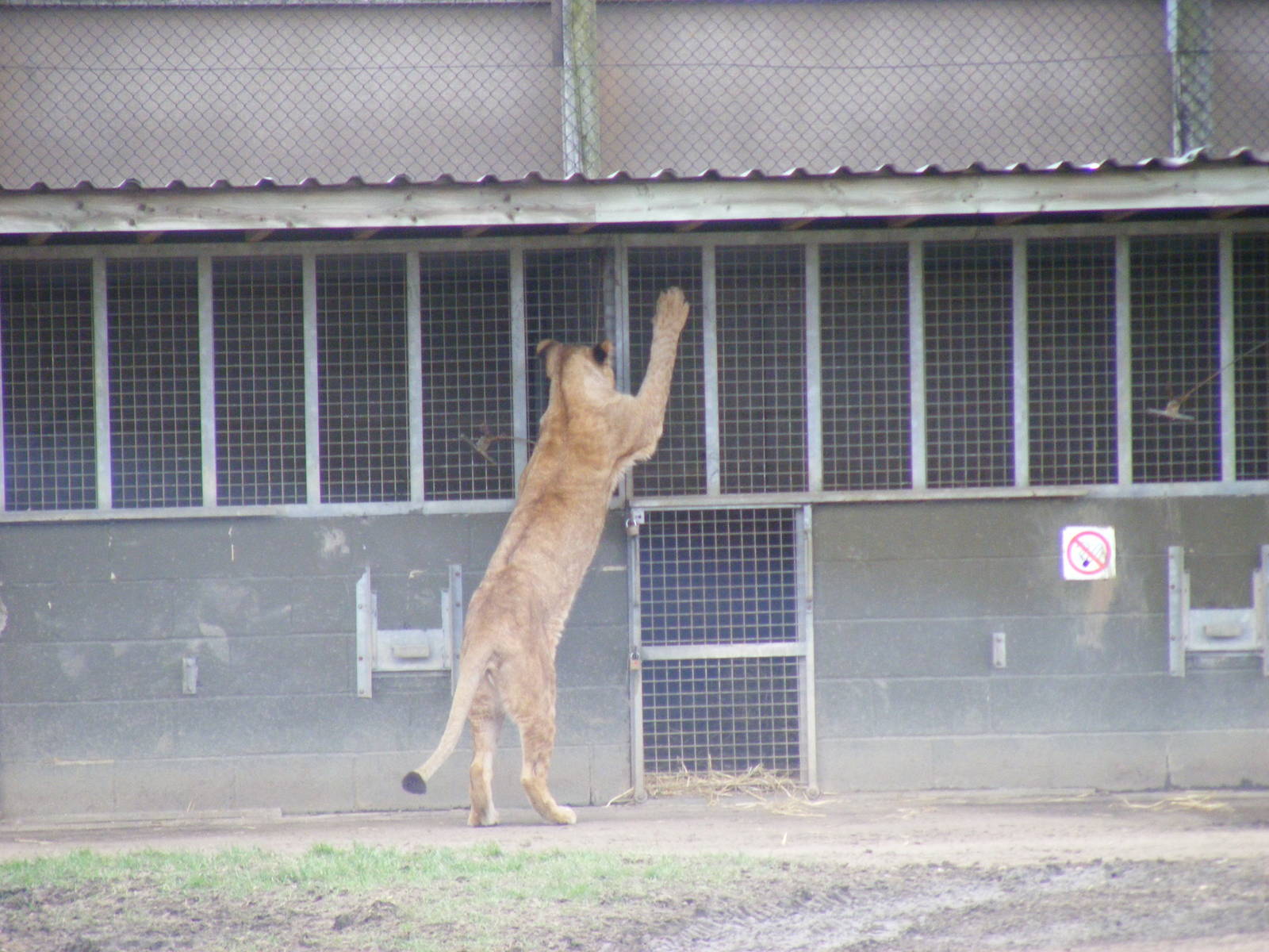 African Lion in Simba Hills reserve at Woburn Safari Park, 28 February 2009