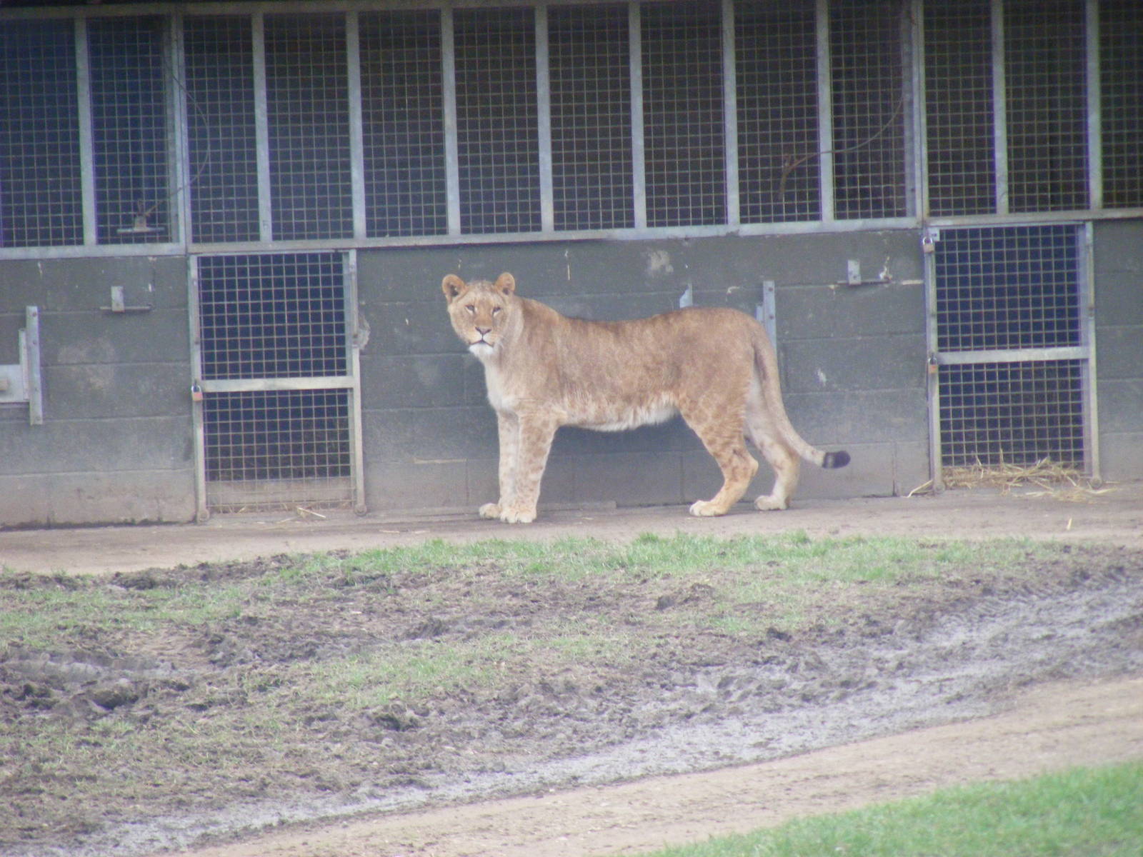African Lion in Simba Hills reserve at Woburn Safari Park, 28 February 2009