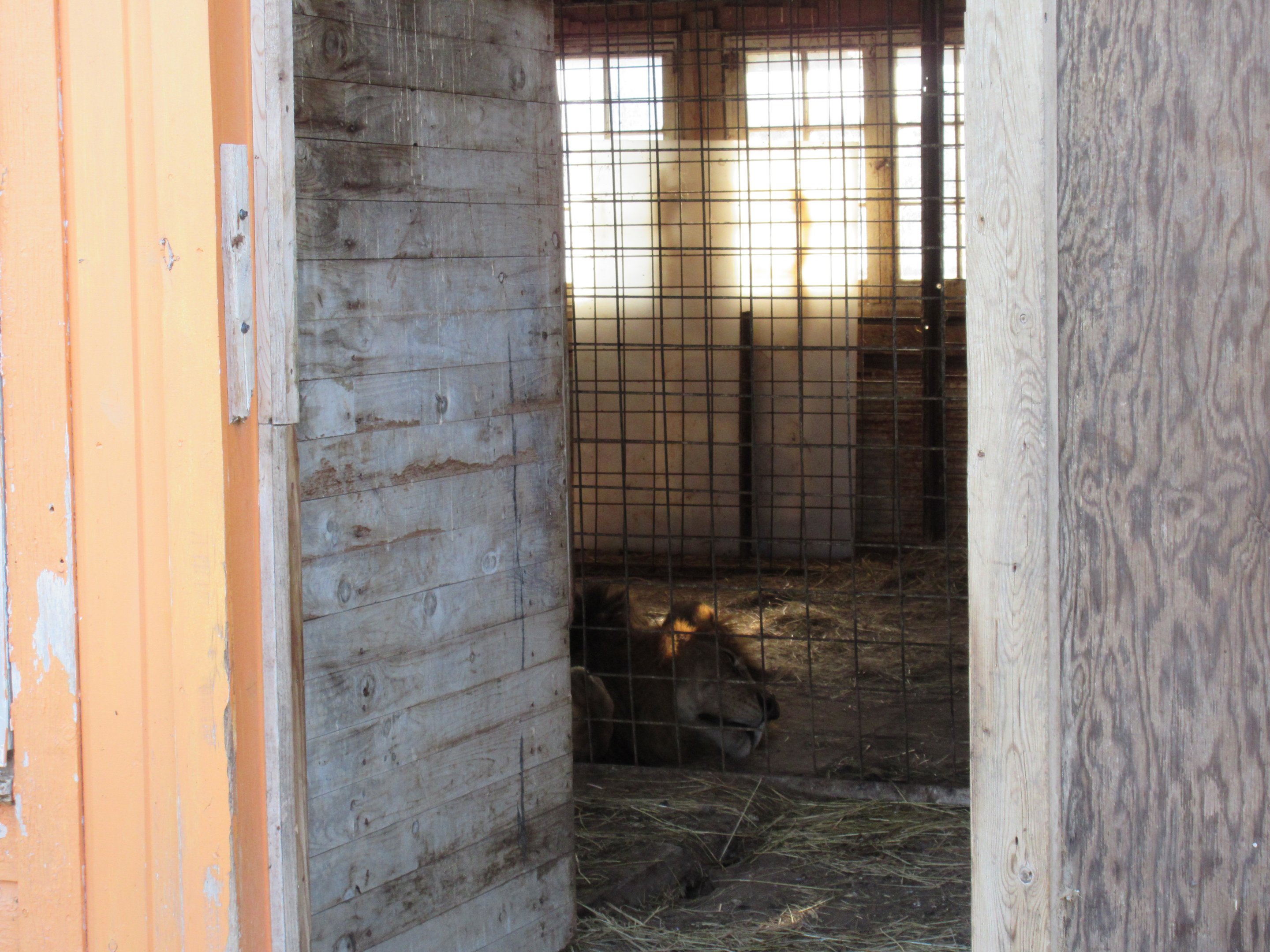 African Lion (in temporary holding cage for the next month)