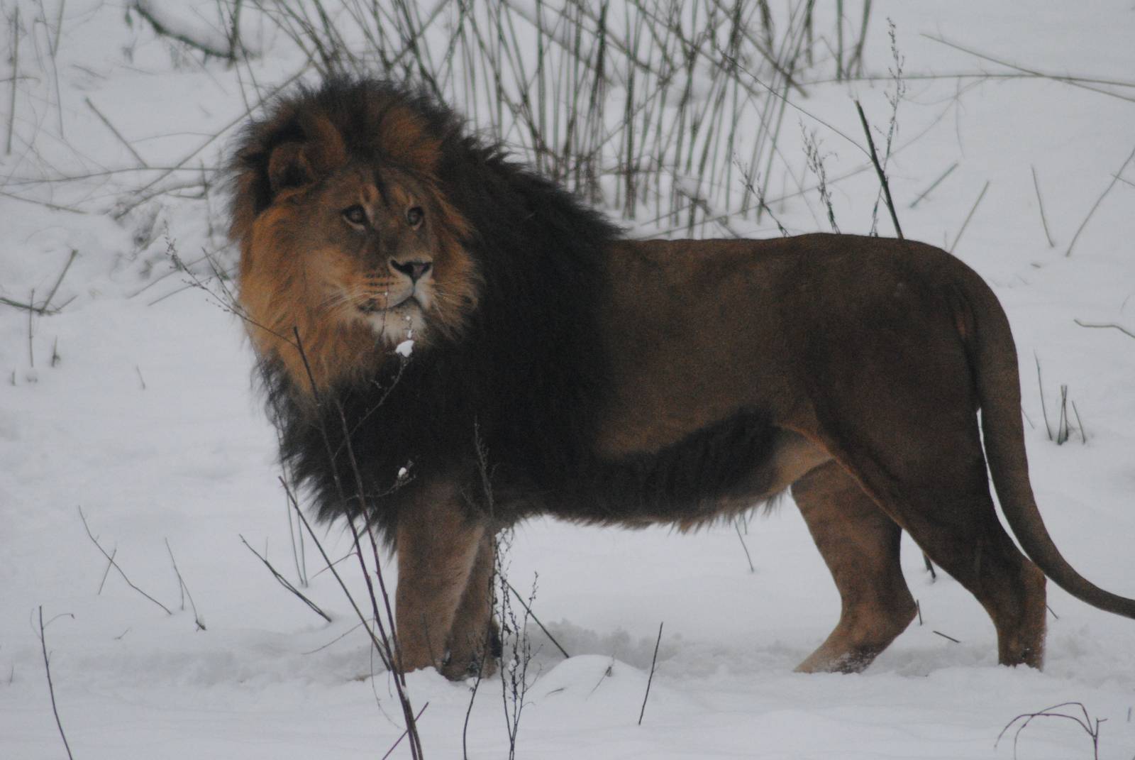 African lion in the snow
