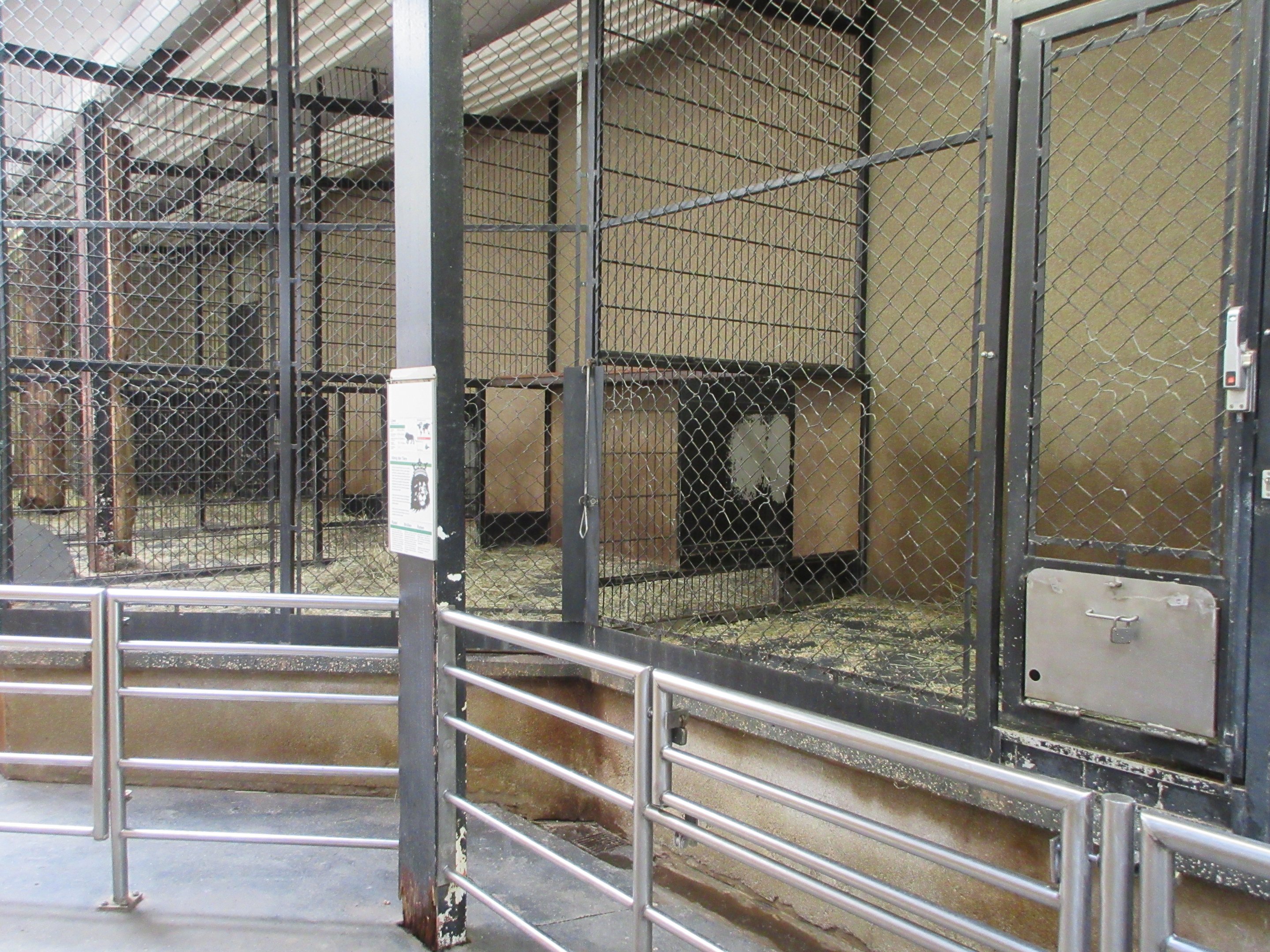 African Lion Indoor Area - small and sterile