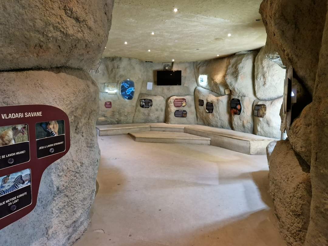 African Lion indoor area