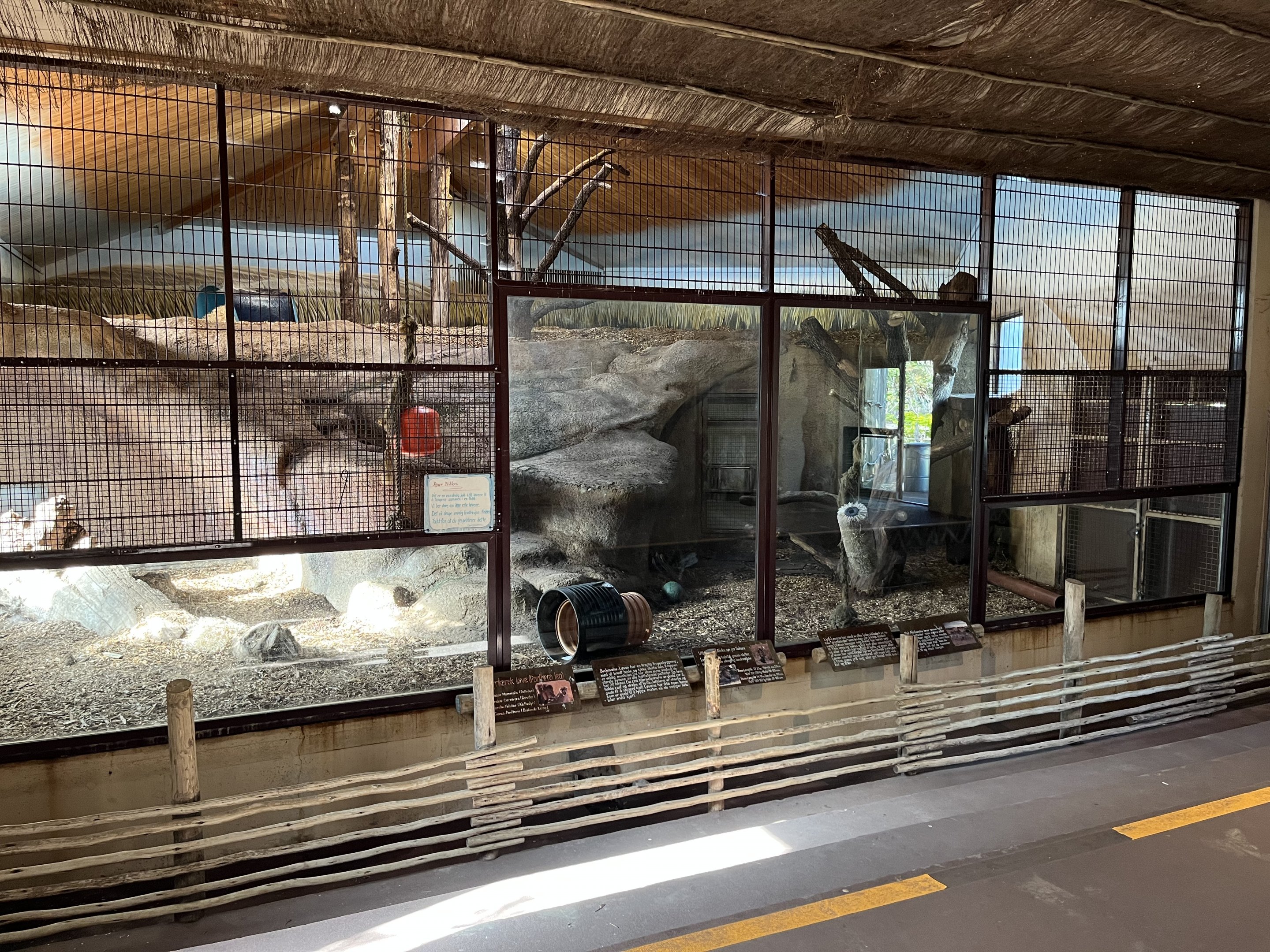 African Lion Indoor Exhibit