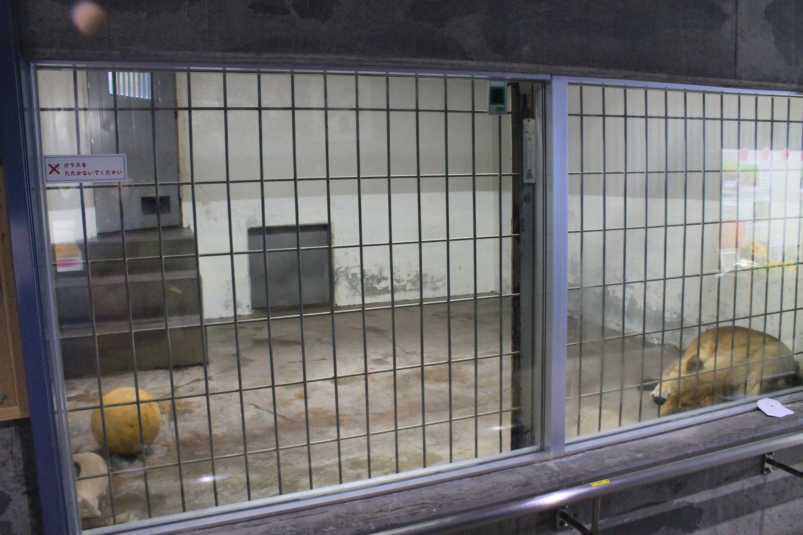 African Lion indoor quarters, Kushiro Zoo