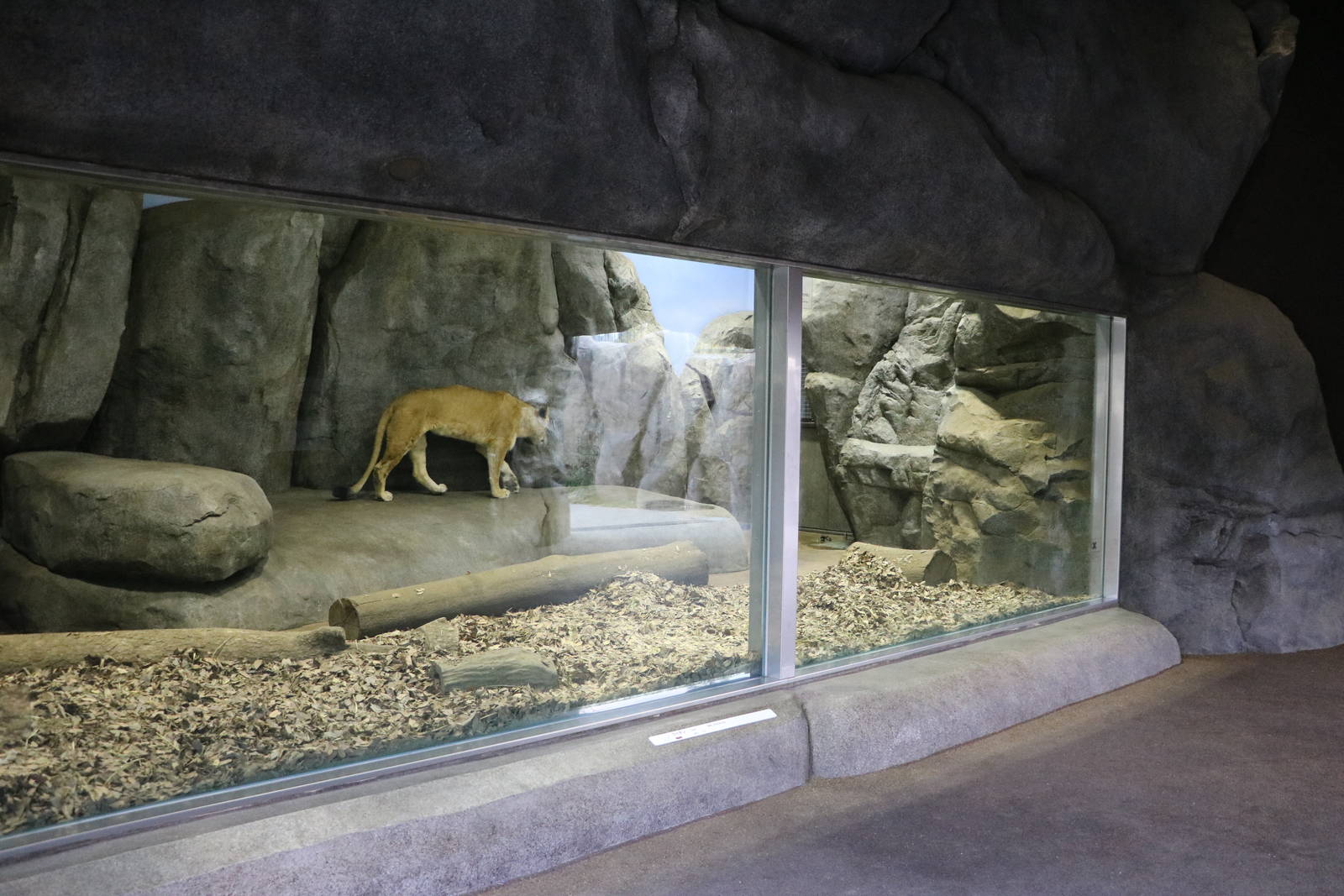 African lion indoor viewing, February 2016