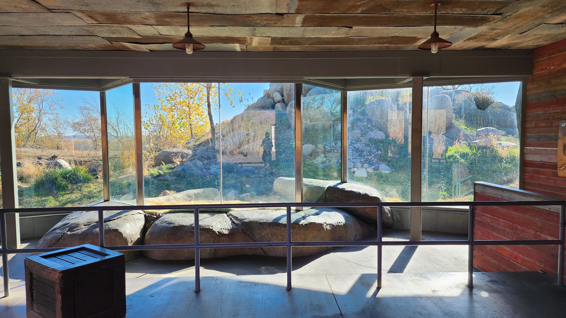 African Lion Indoor Viewing