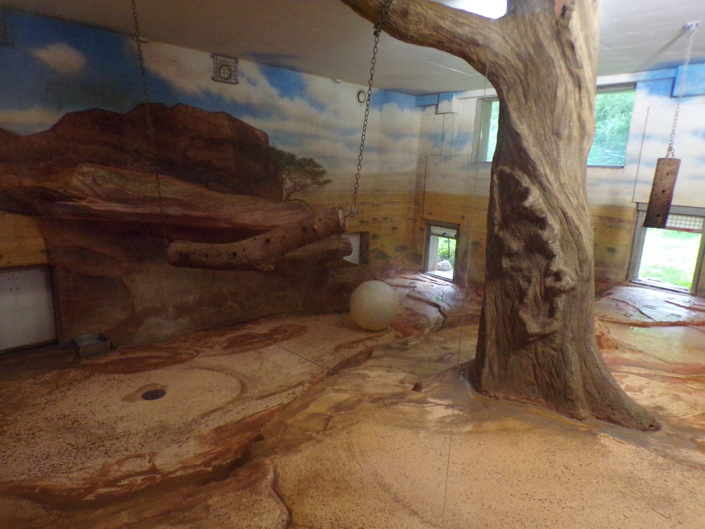 African lion indoors 13.7.25