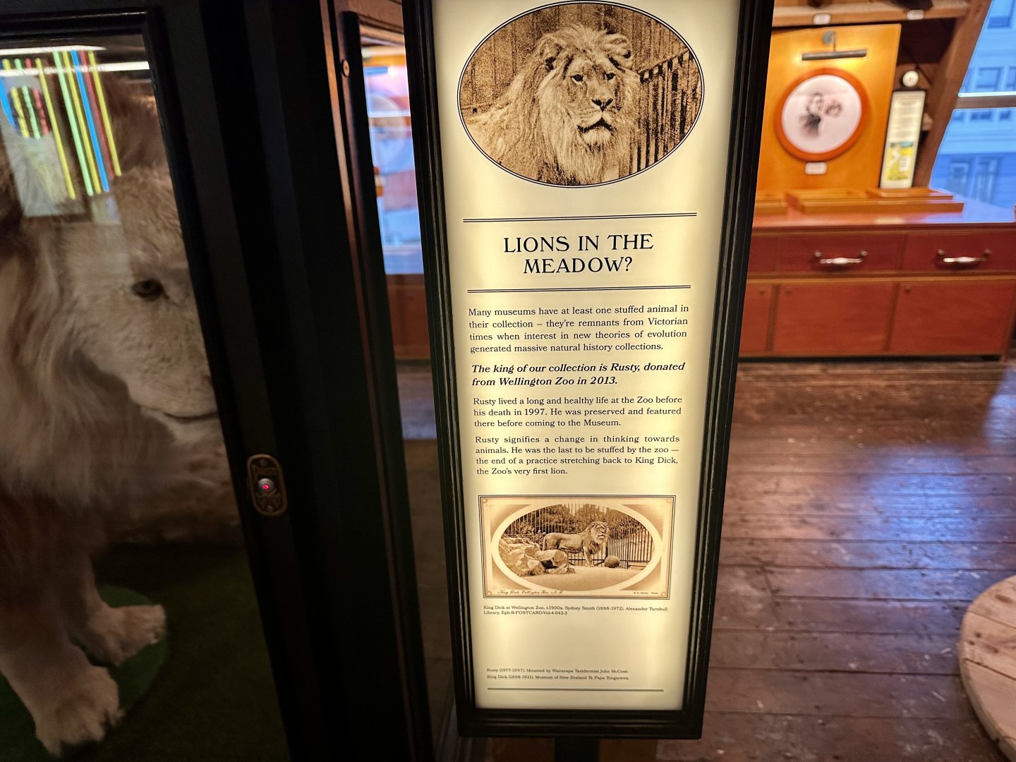 African Lion - Info Board
