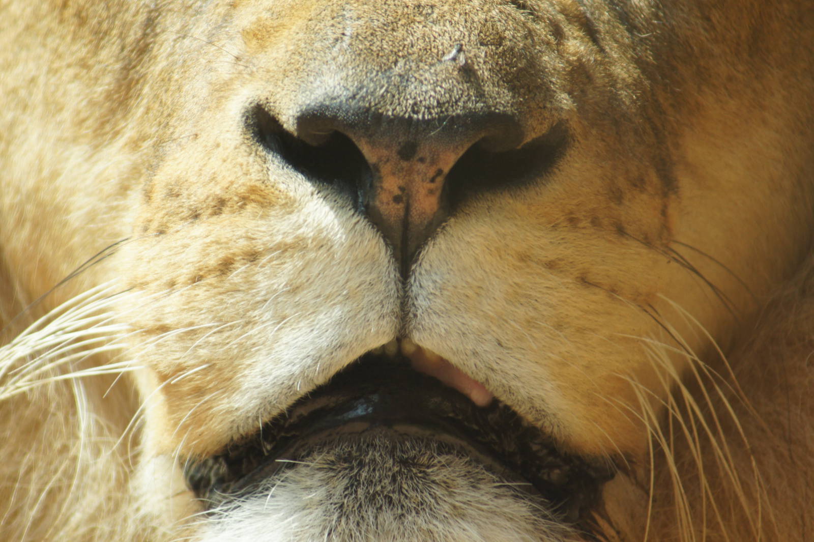 African Lion 'Johari' Nose