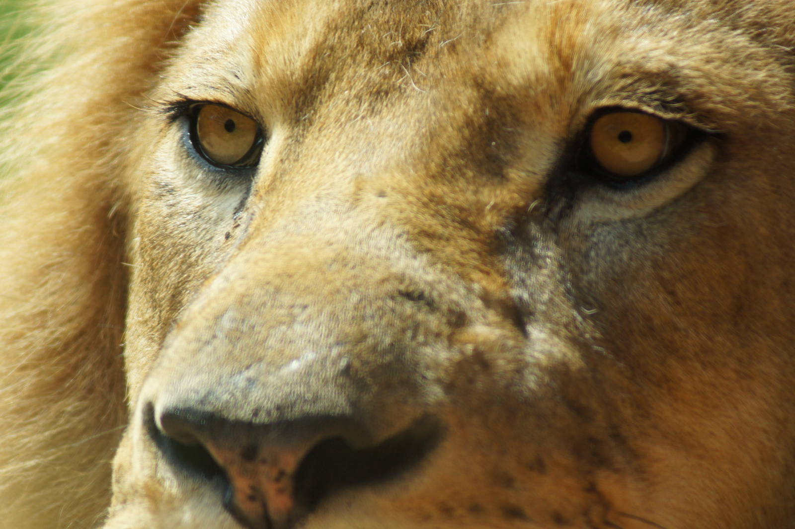 African Lion 'Johari'