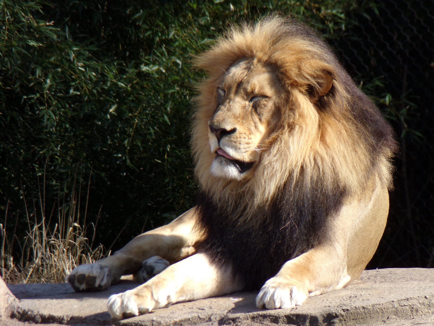 African Lion, John