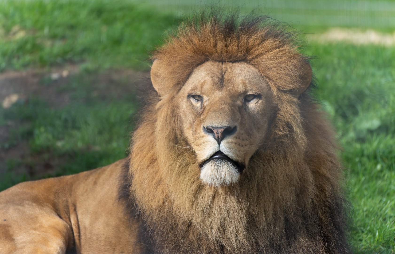 African lion, Johnsons of Old hurst