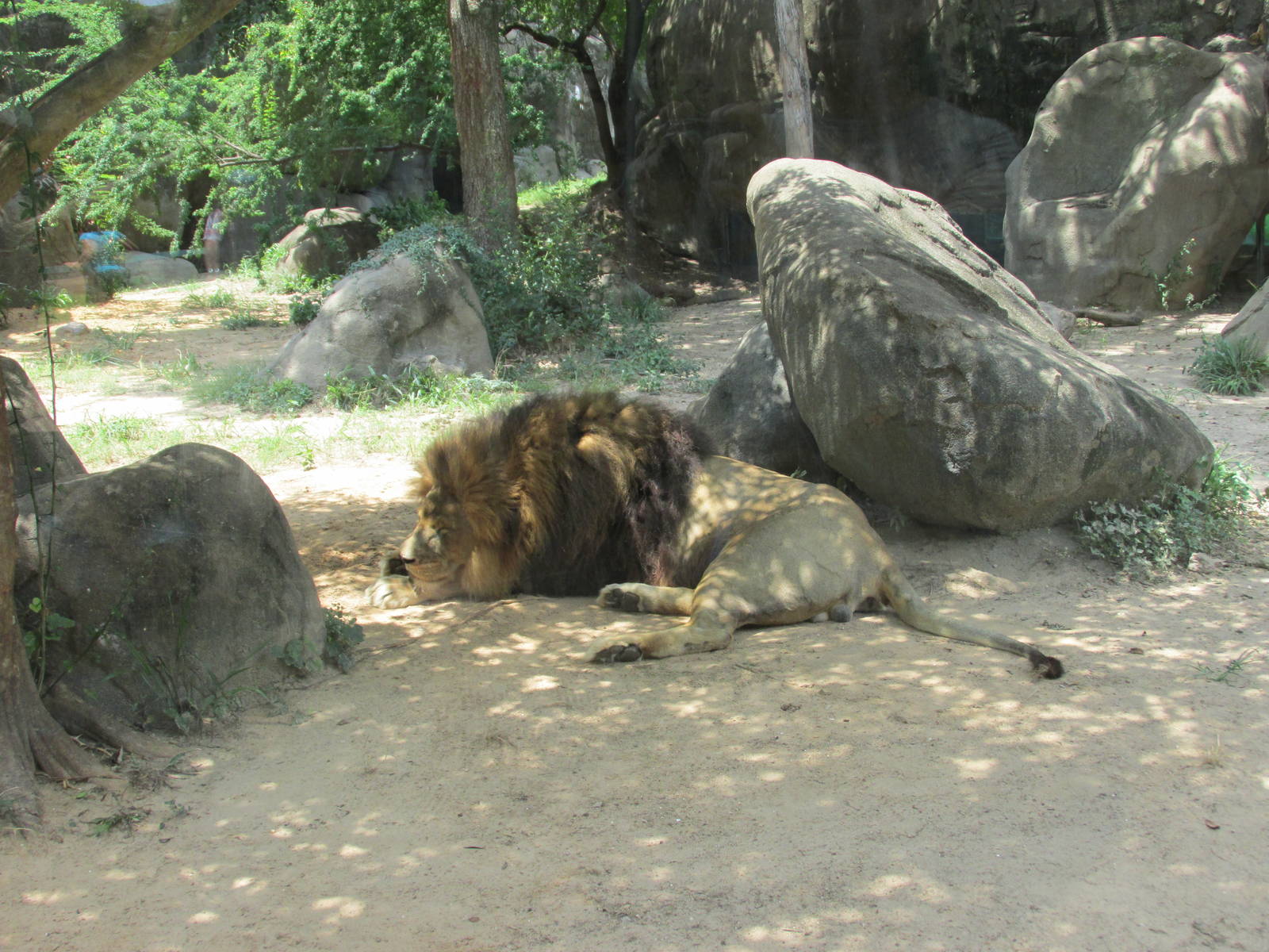 african lion jonathan houston zoo
