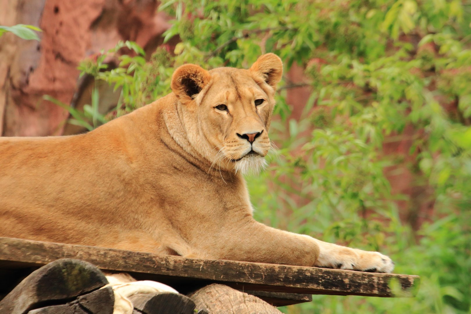 African lion (July 2020)