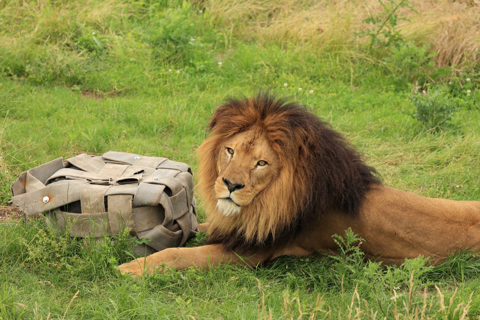 African lion (July 2021)