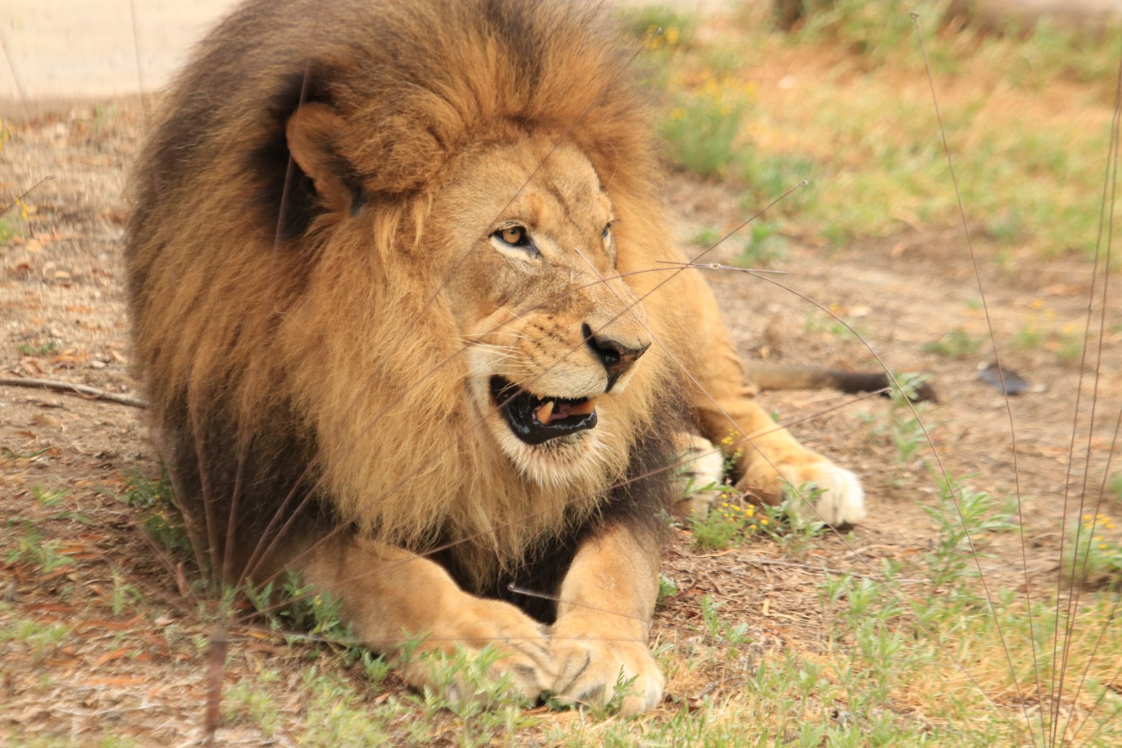 African lion (June 2019)