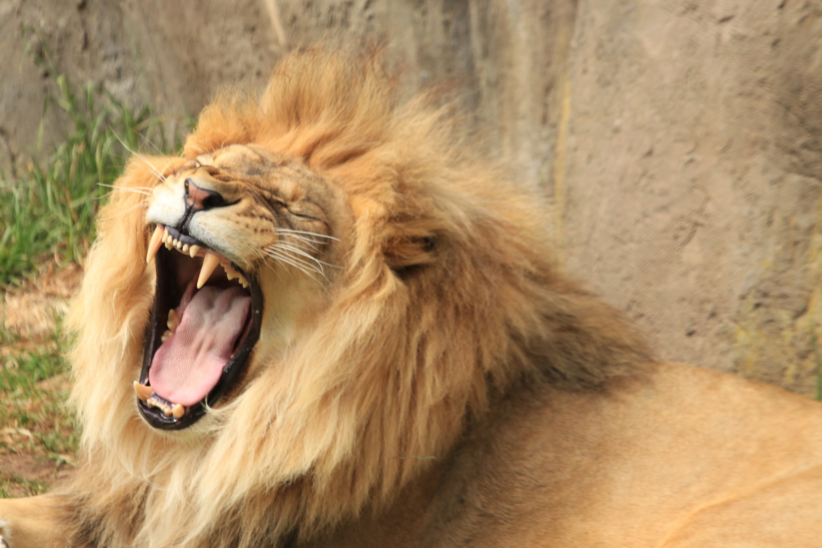 African Lion (June 2019)