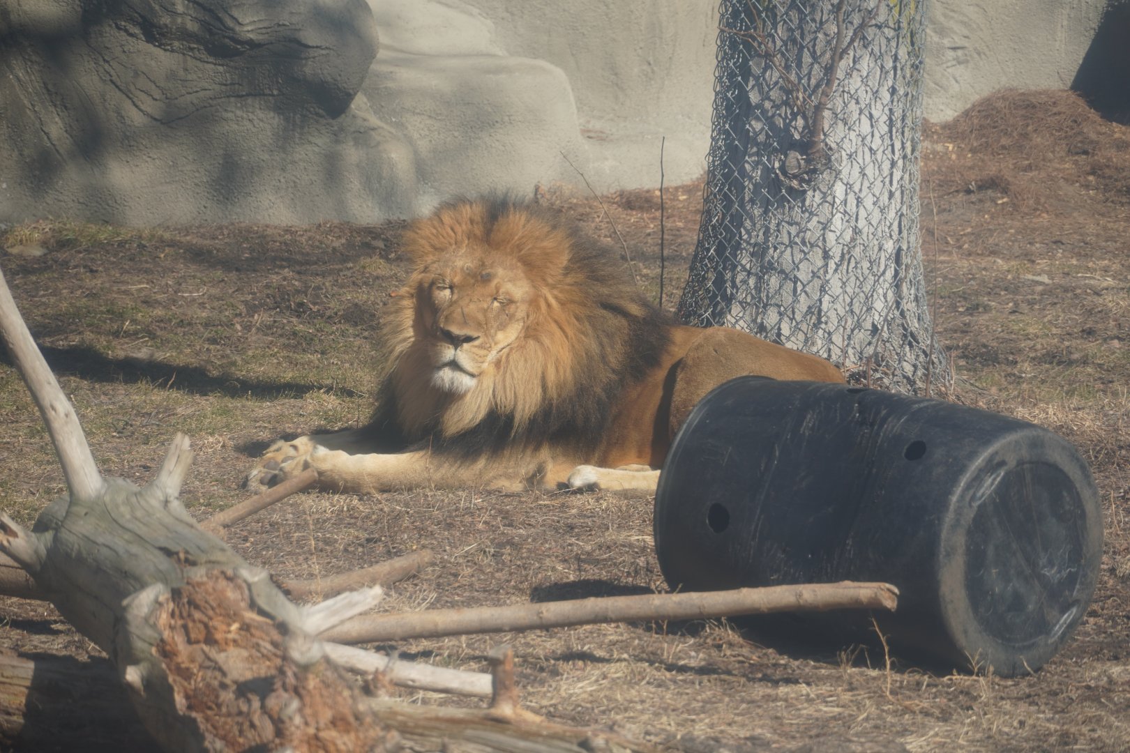 African Lion, "Kalu"