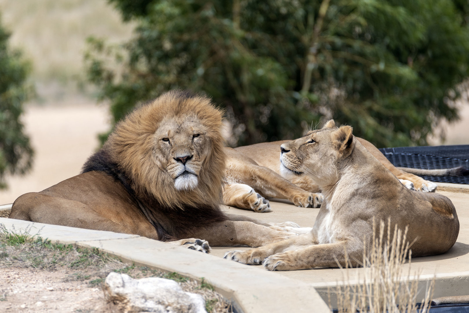 African lion 'Kashka' and lioness