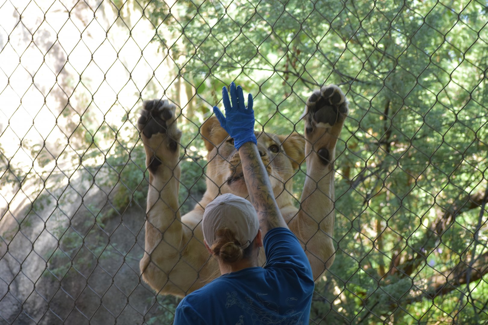 African Lion Keeper Talk