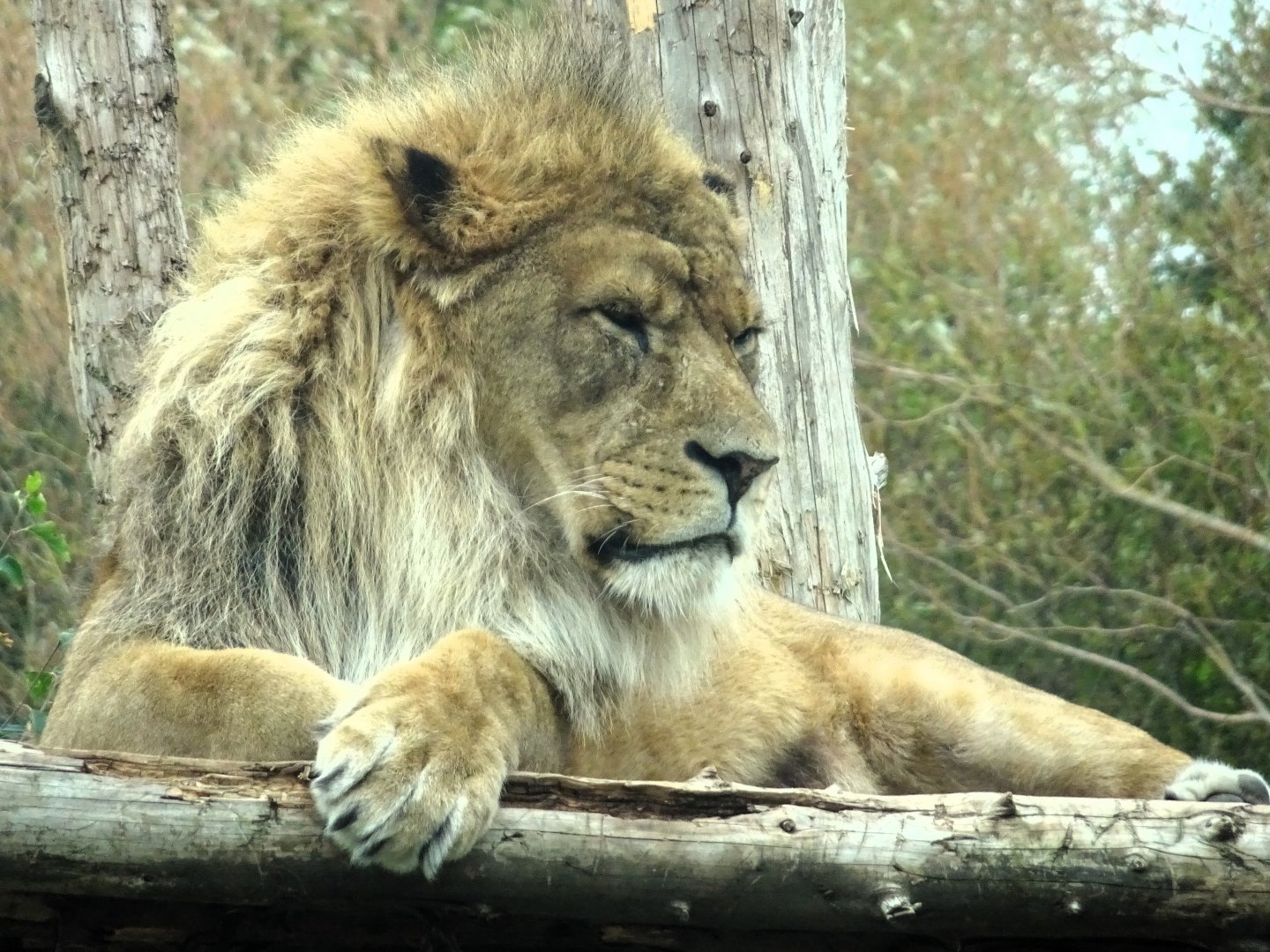African Lion Khari 27 September 2025