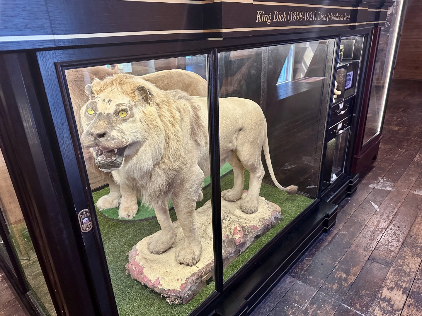 African Lion - King Dick (1898-1921)