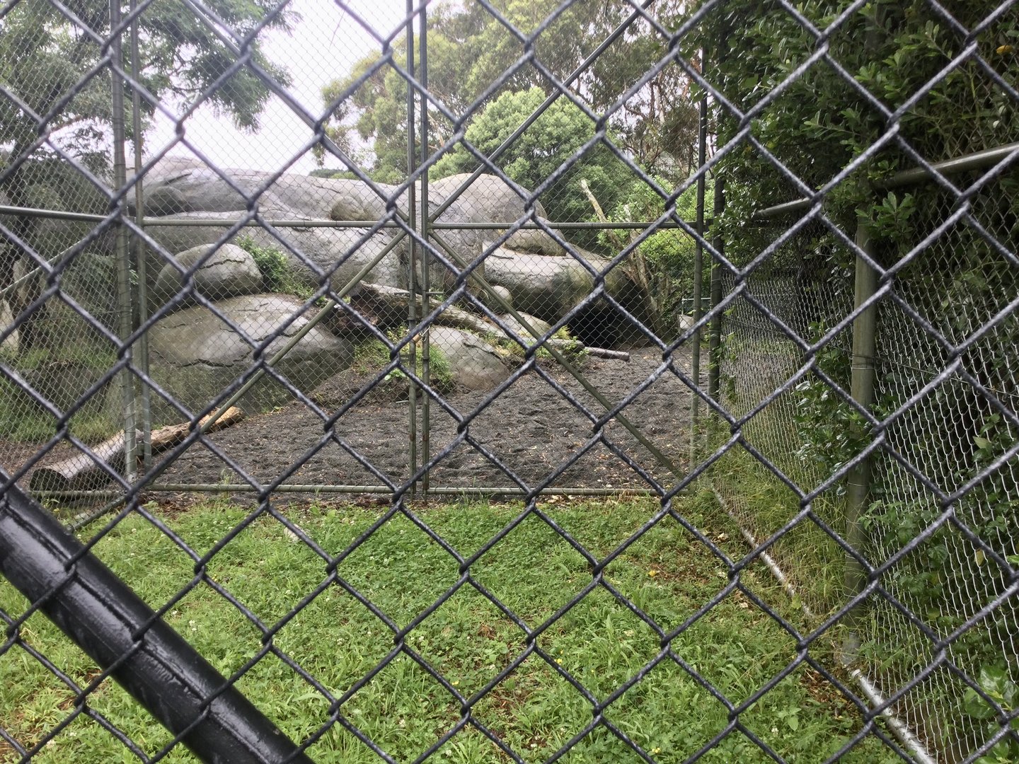 African Lion Kopje - Ground View