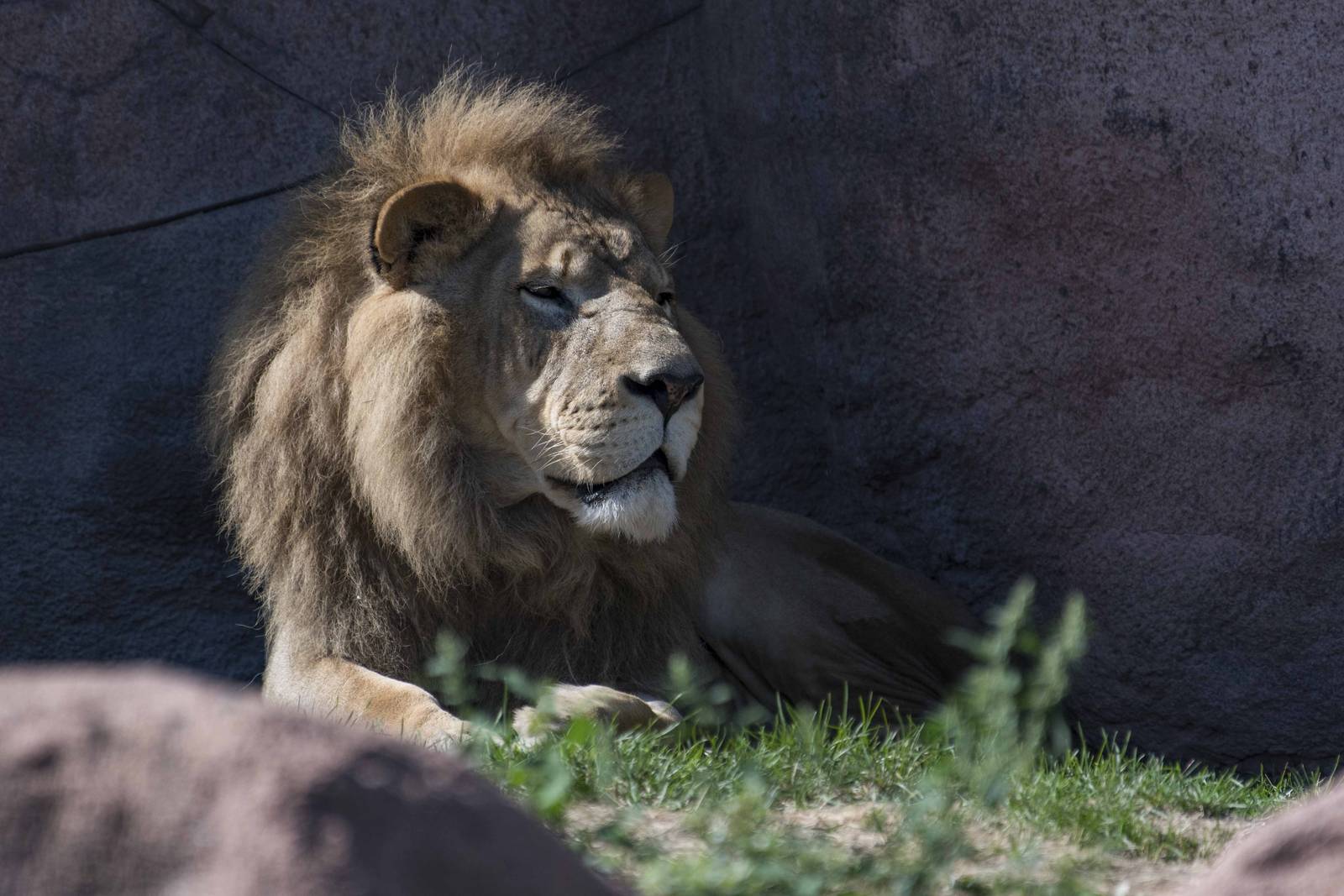 African Lion - Lyndy