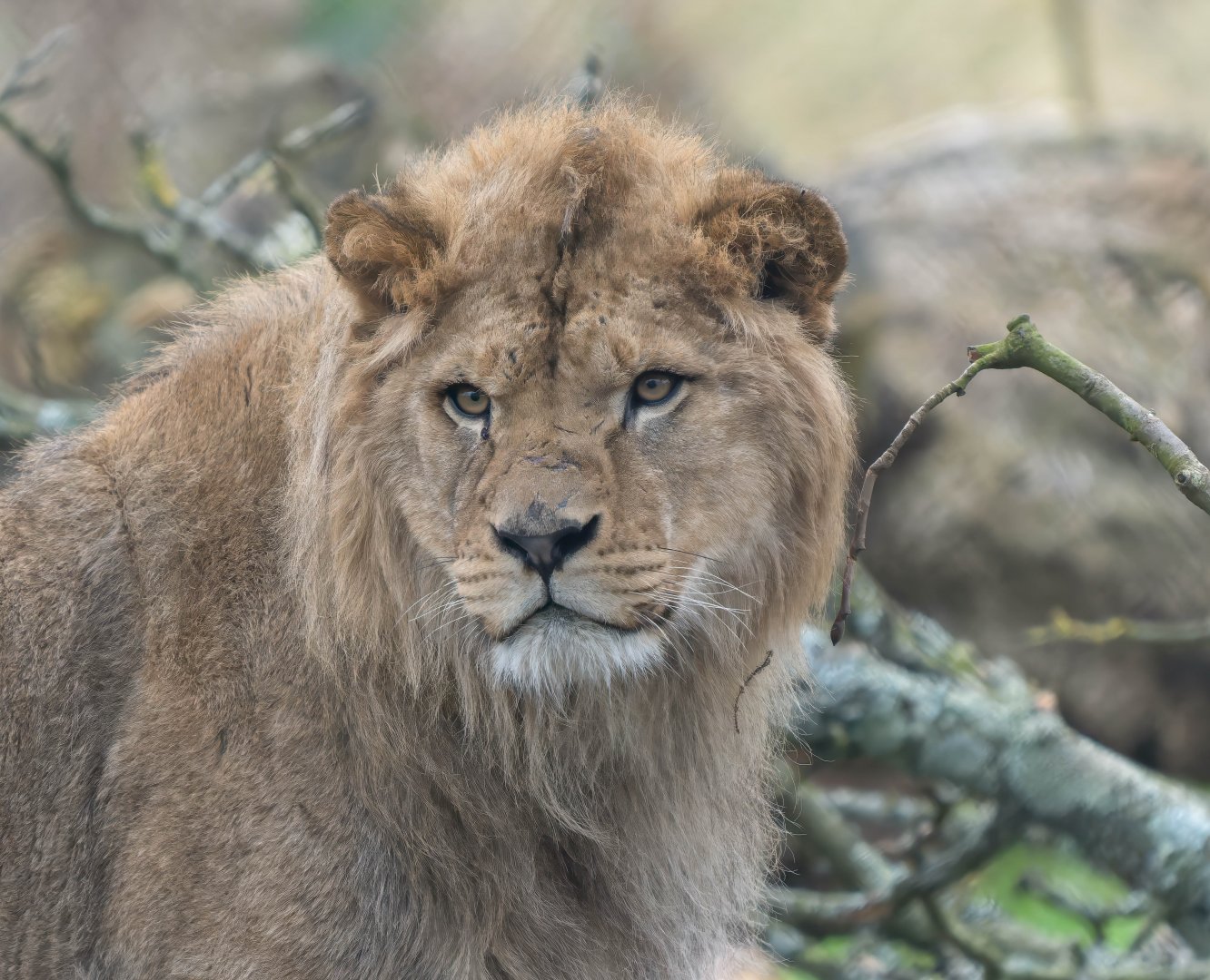 African Lion (m), Malik, ZSL Whipsnade, UK