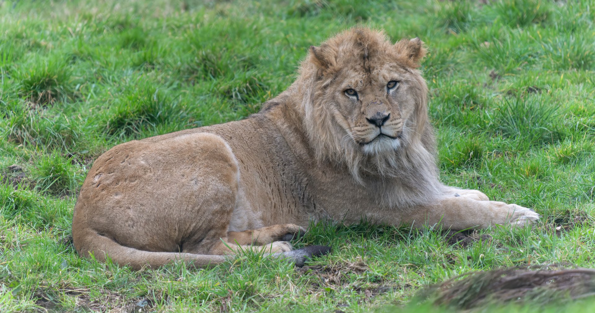 African Lion (m), Malik, ZSL Whipsnade, UK