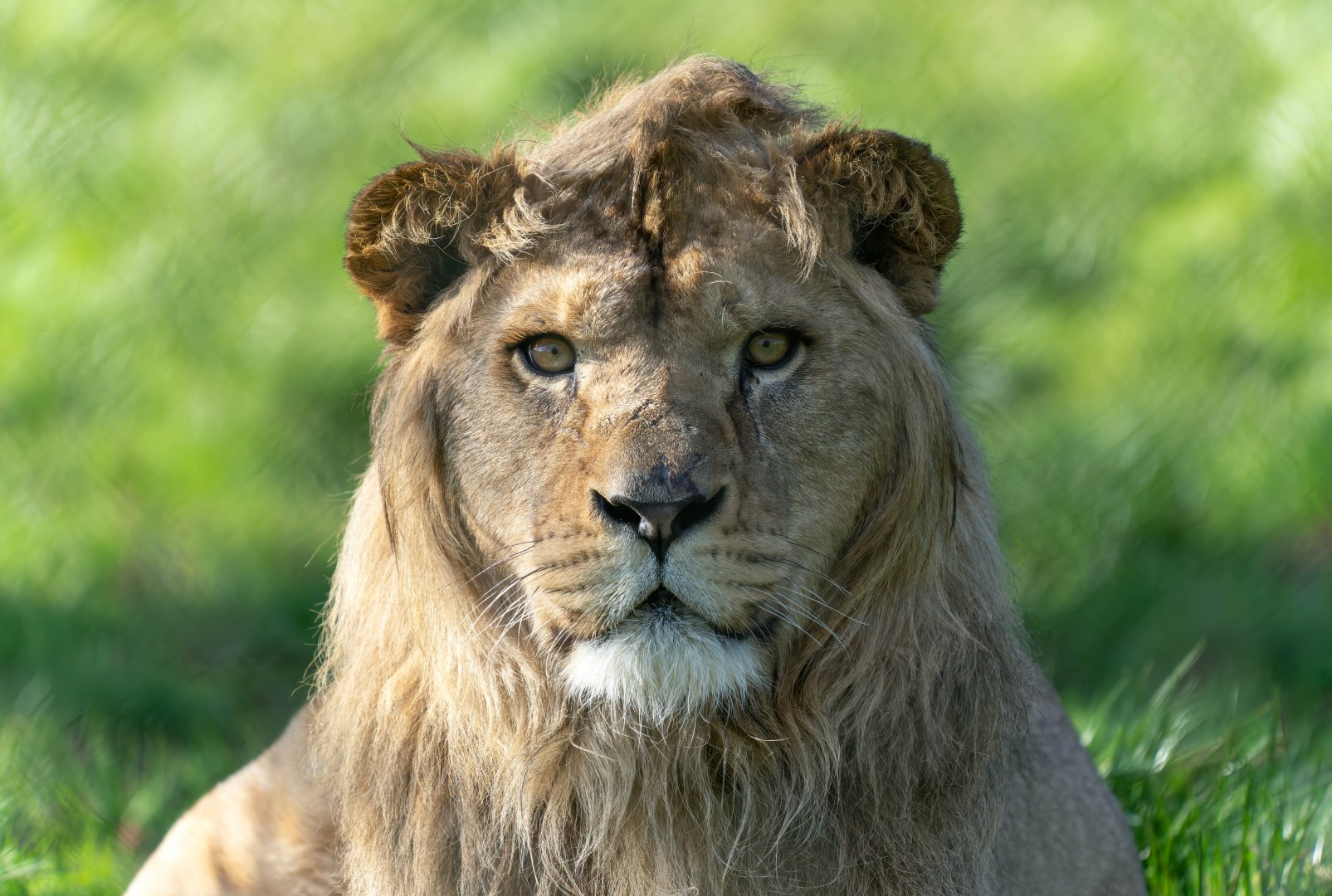 African lion (m) Malik, ZSL Whipsnade, UK