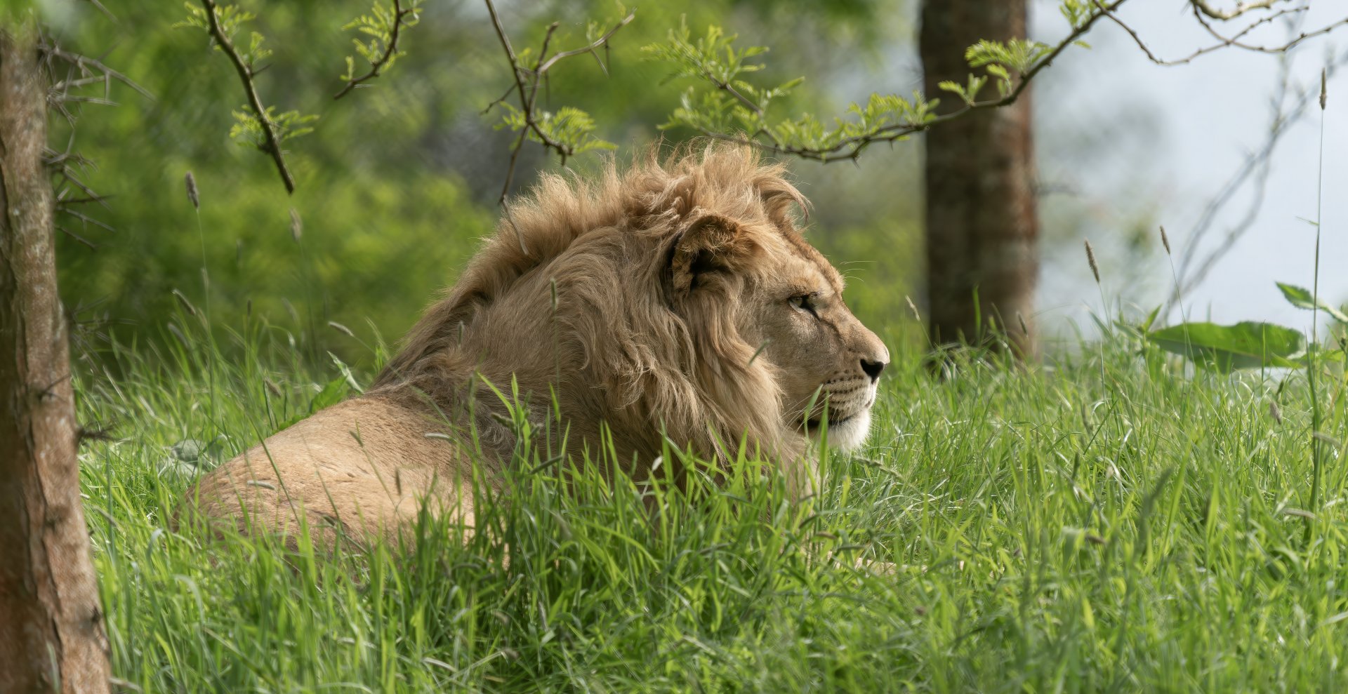 African lion (m), Malik, ZSL Whipsnade, UK