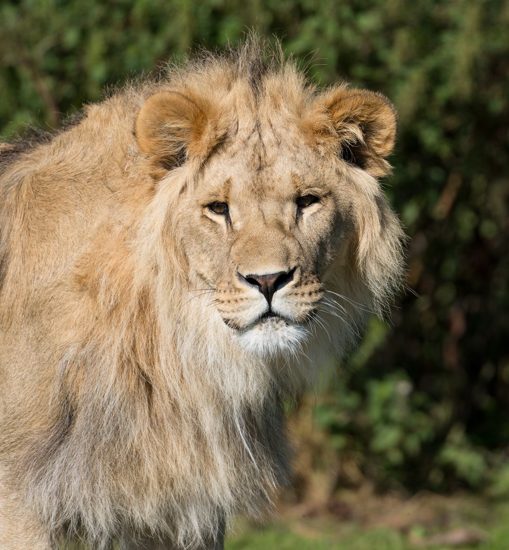 African lion (m), YWP, UK